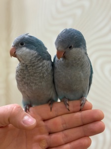 Птенцы попугая монах квакер Калита