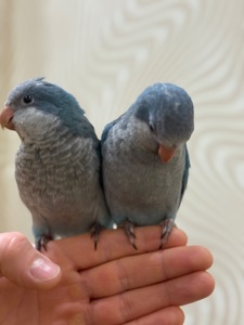 Птенцы попугая монах квакер Калита