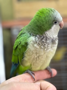 Птенцы попугая монах квакер Калита