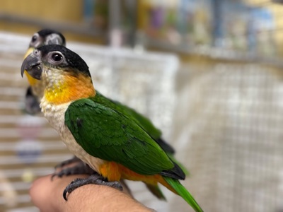 Надзвичайно ручний папуга каік пташенята