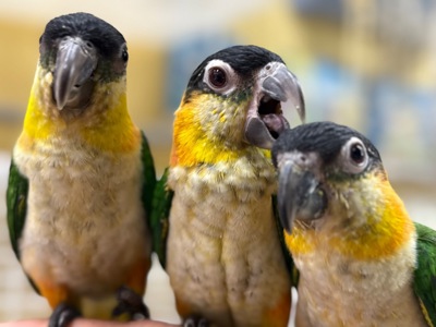 Надзвичайно ручний папуга каік пташенята