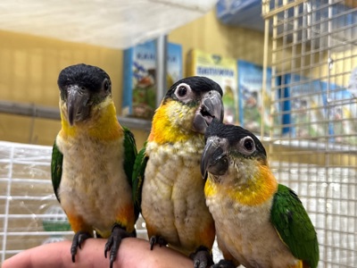 Надзвичайно ручний папуга каік пташенята