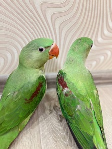 Выкормыши Александрийского кольтого попугая