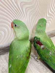 Выкормыши Александрийского кольтого попугая