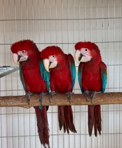 Красочные Большие попугаи Ара, разных цветов