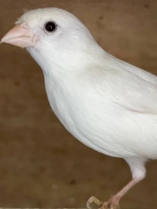 Співочі кенарі самці та самочки