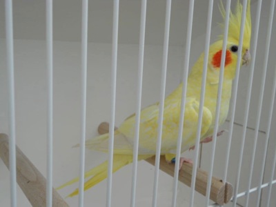 Корелла пташенята для дома