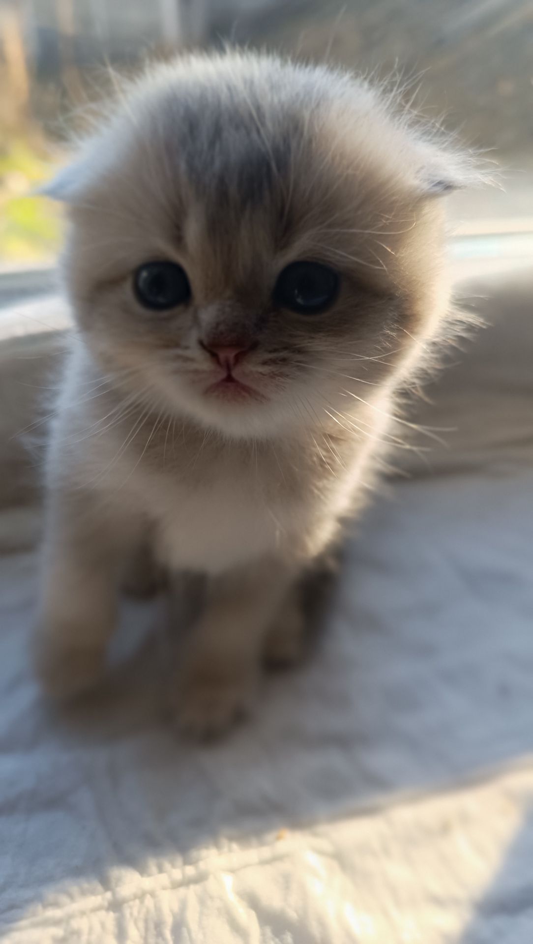 Плюшевий шотландець