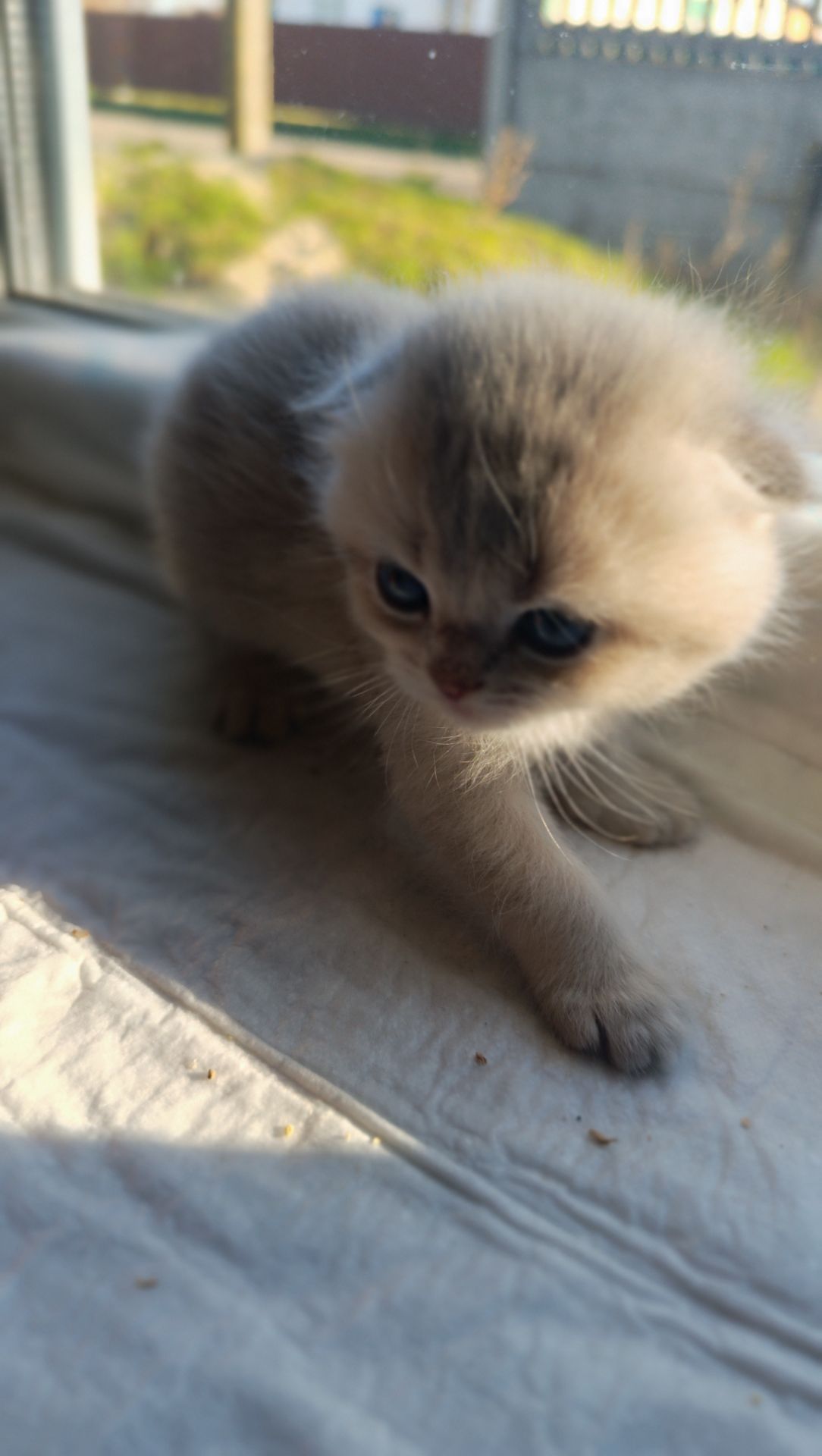 Плюшевий шотландець