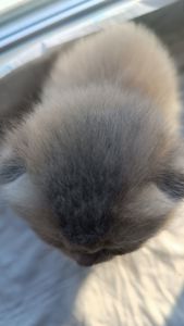 Плюшевий шотландець