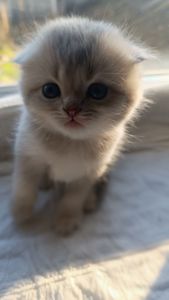 Плюшевий шотландець