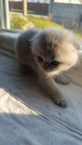 Плюшевий шотландець