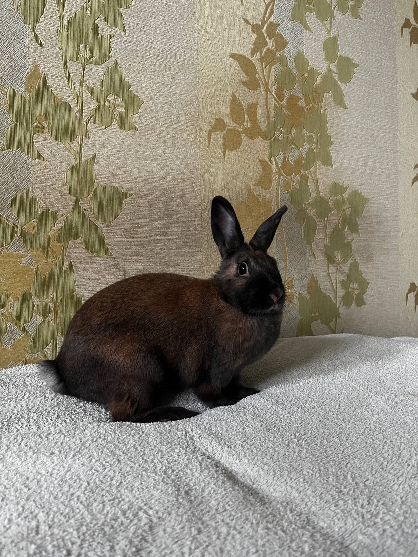 Віддам кролика у добрі руки