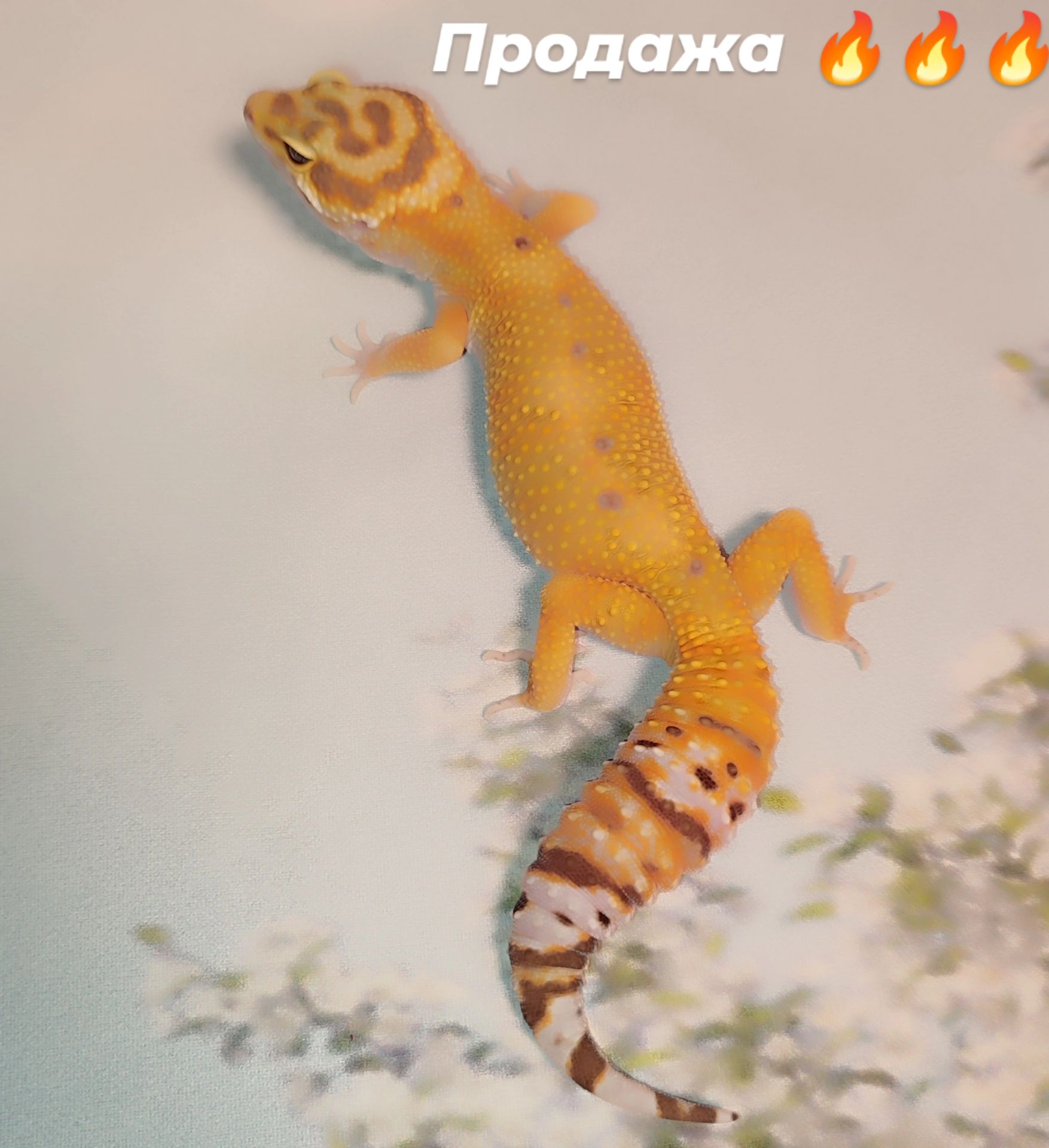 Самка еублефара у продажу