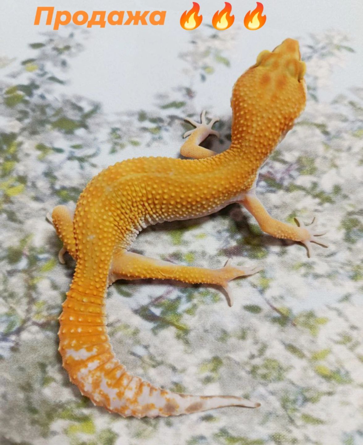 Самка еублефара у продажу