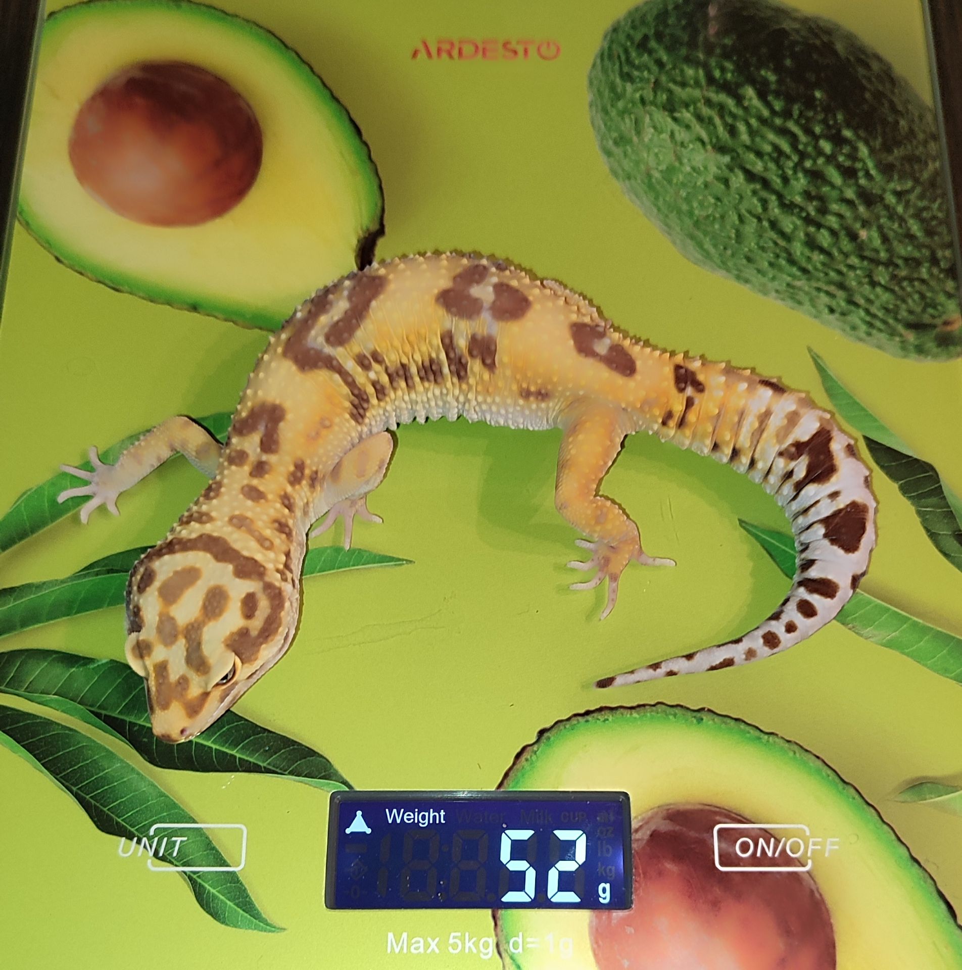 Самка еублефара у продажу