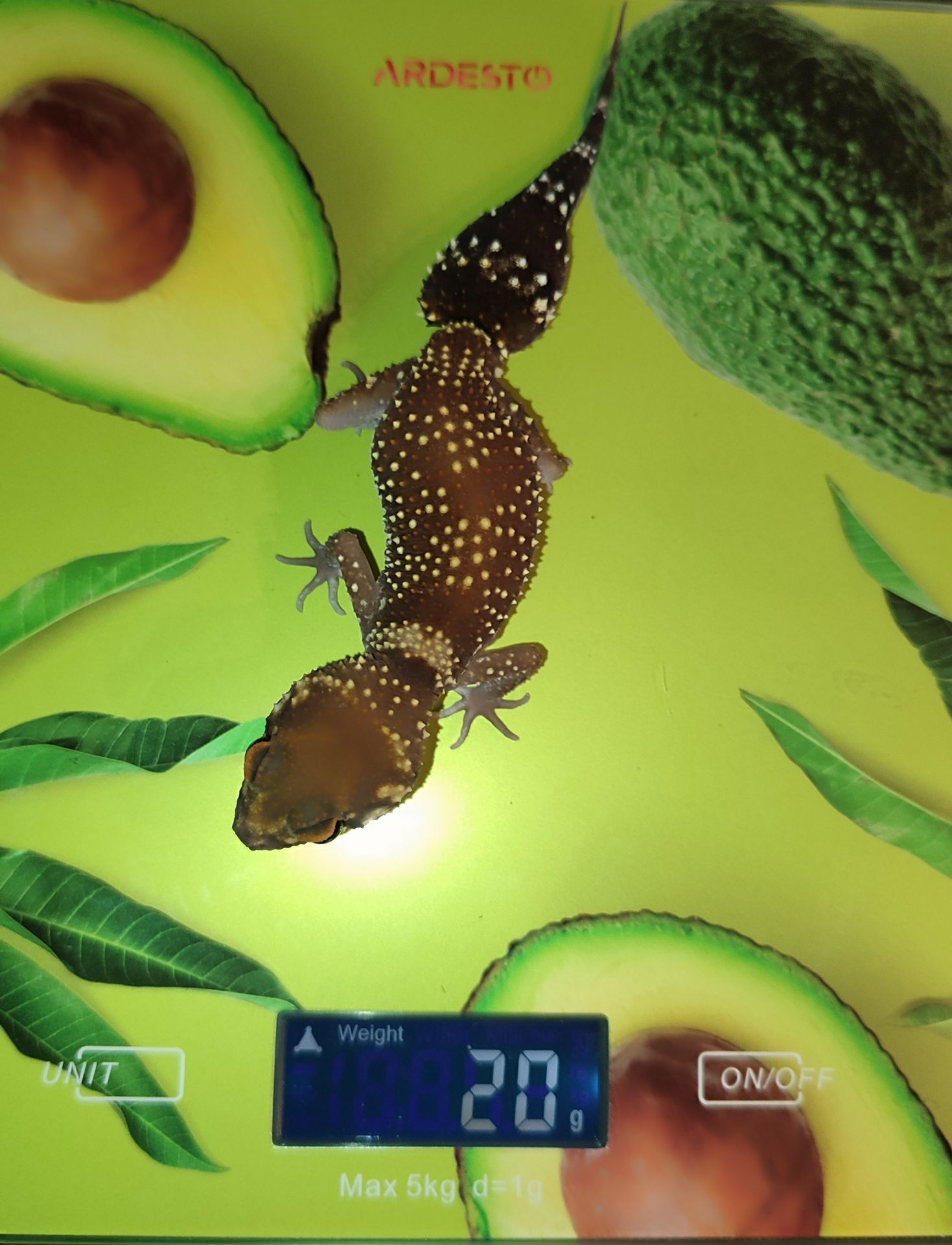 Шишкохвостий гекон