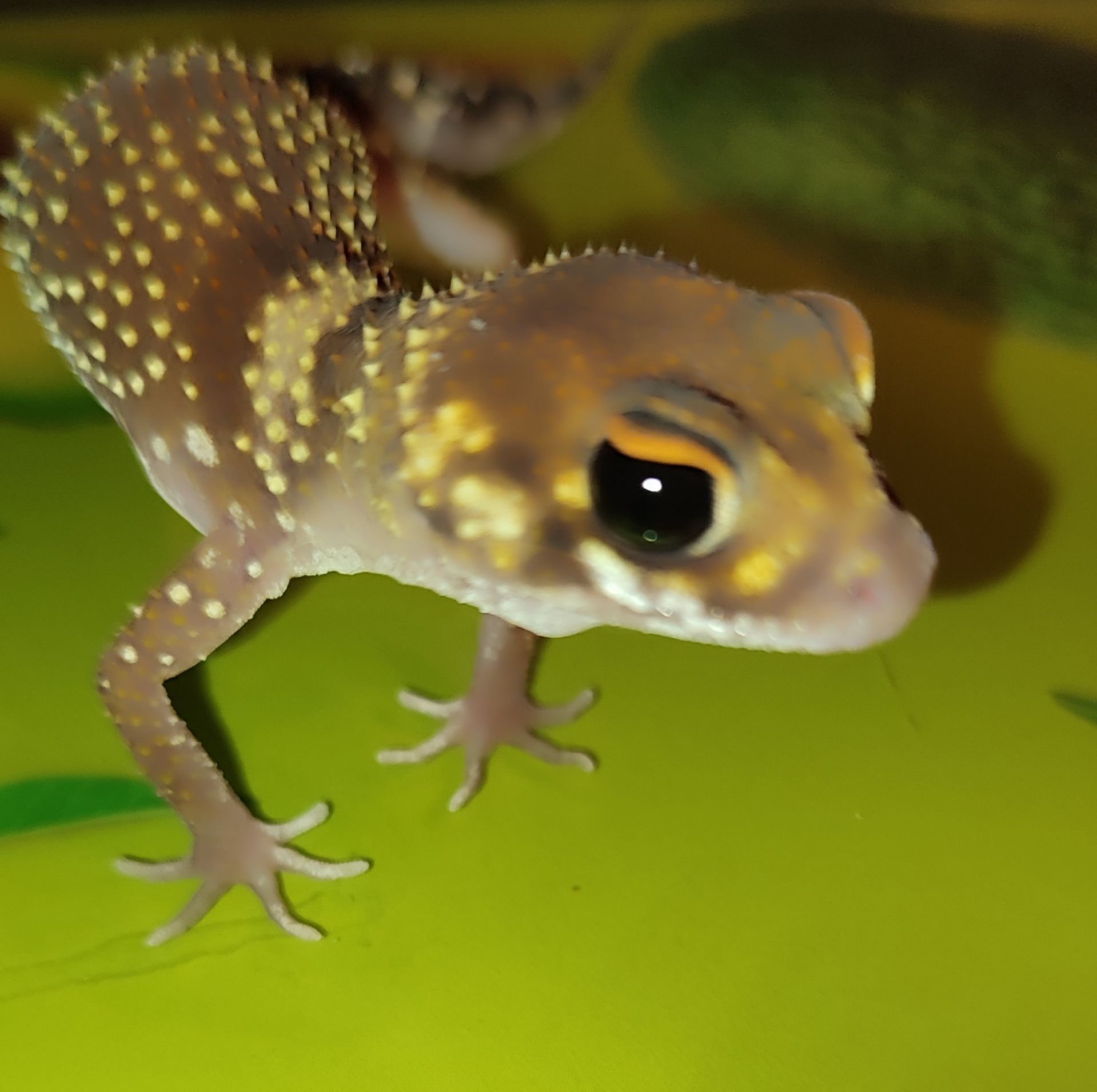 Шишкохвостий гекон