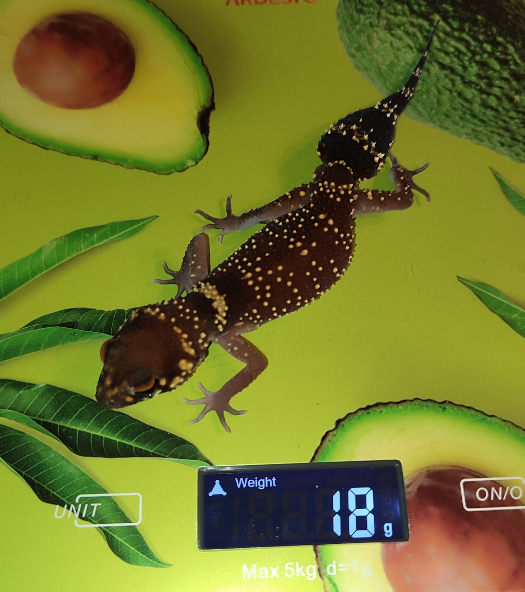 Шишкохвостий гекон