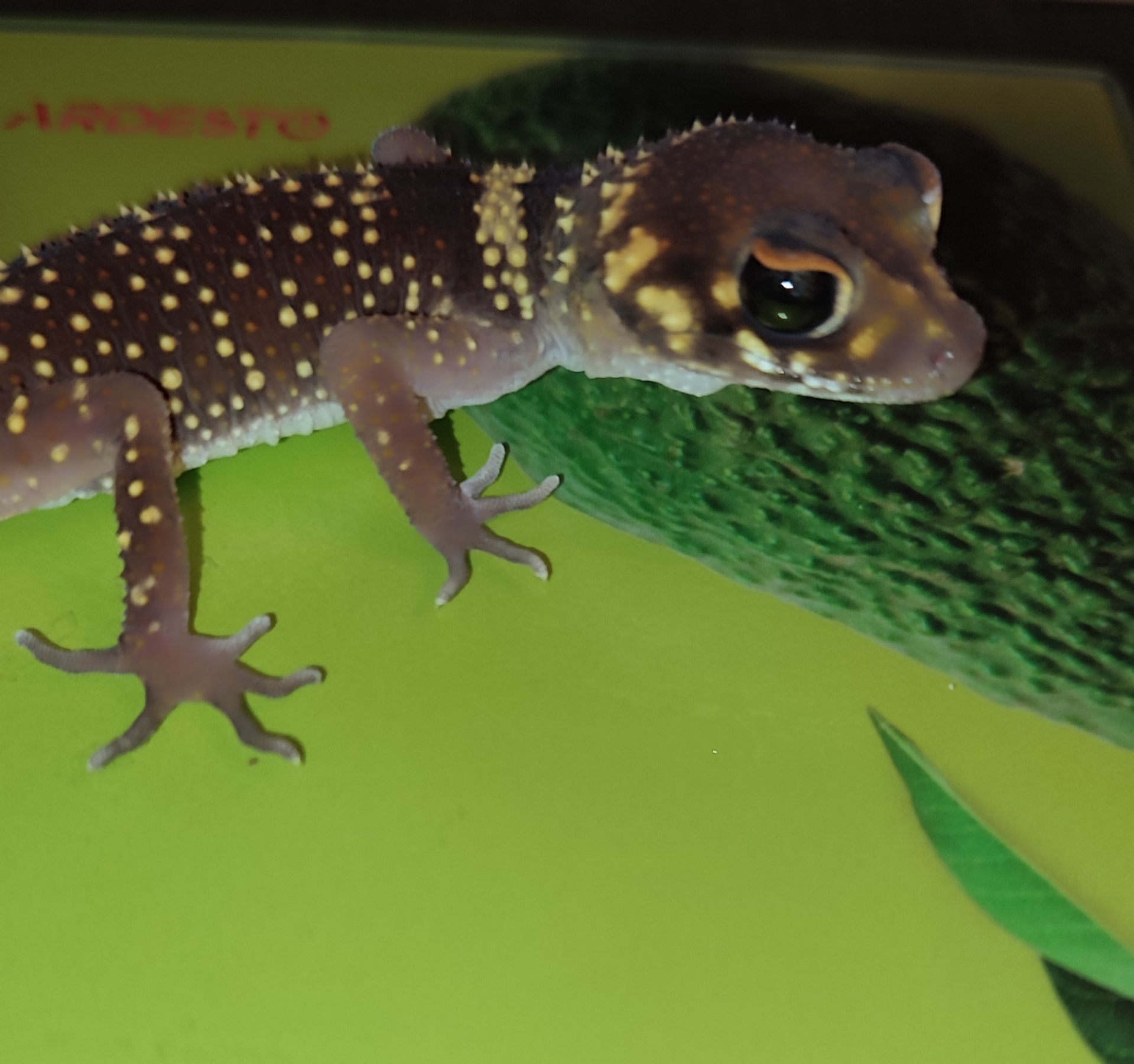 Шишкохвостий гекон