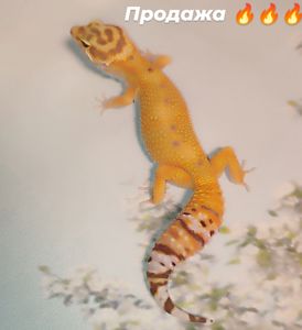 Самка еублефара у продажу