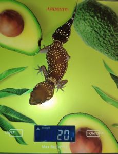 Шишкохвостий гекон