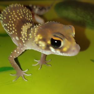 Шишкохвостий гекон