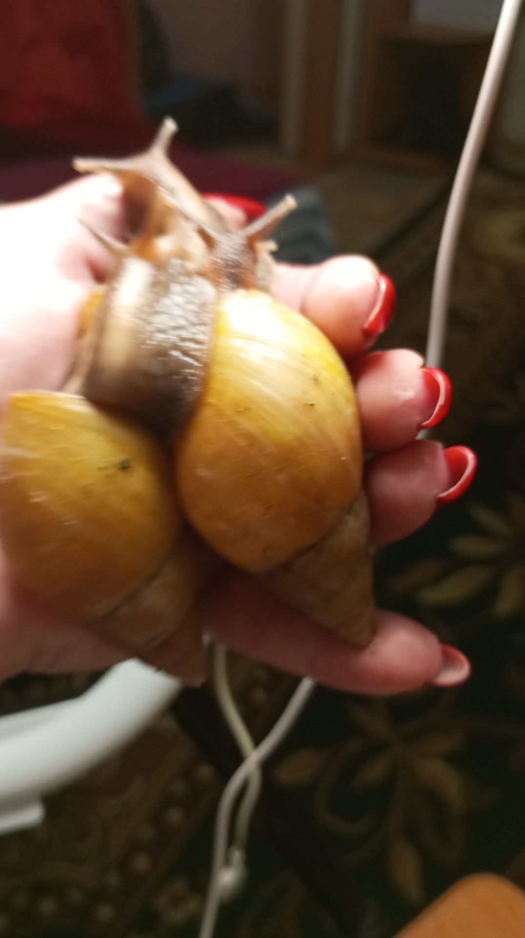 Ахатина фуліка стандарт жовта та коричнева