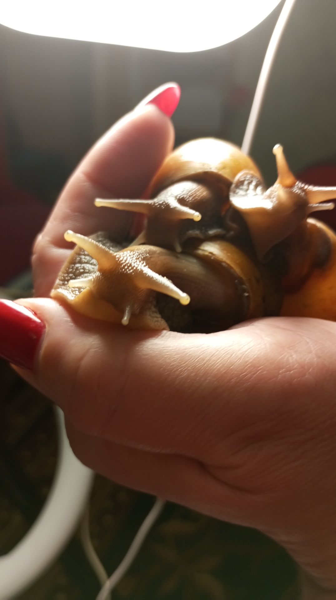 Ахатина фуліка стандарт жовта та коричнева