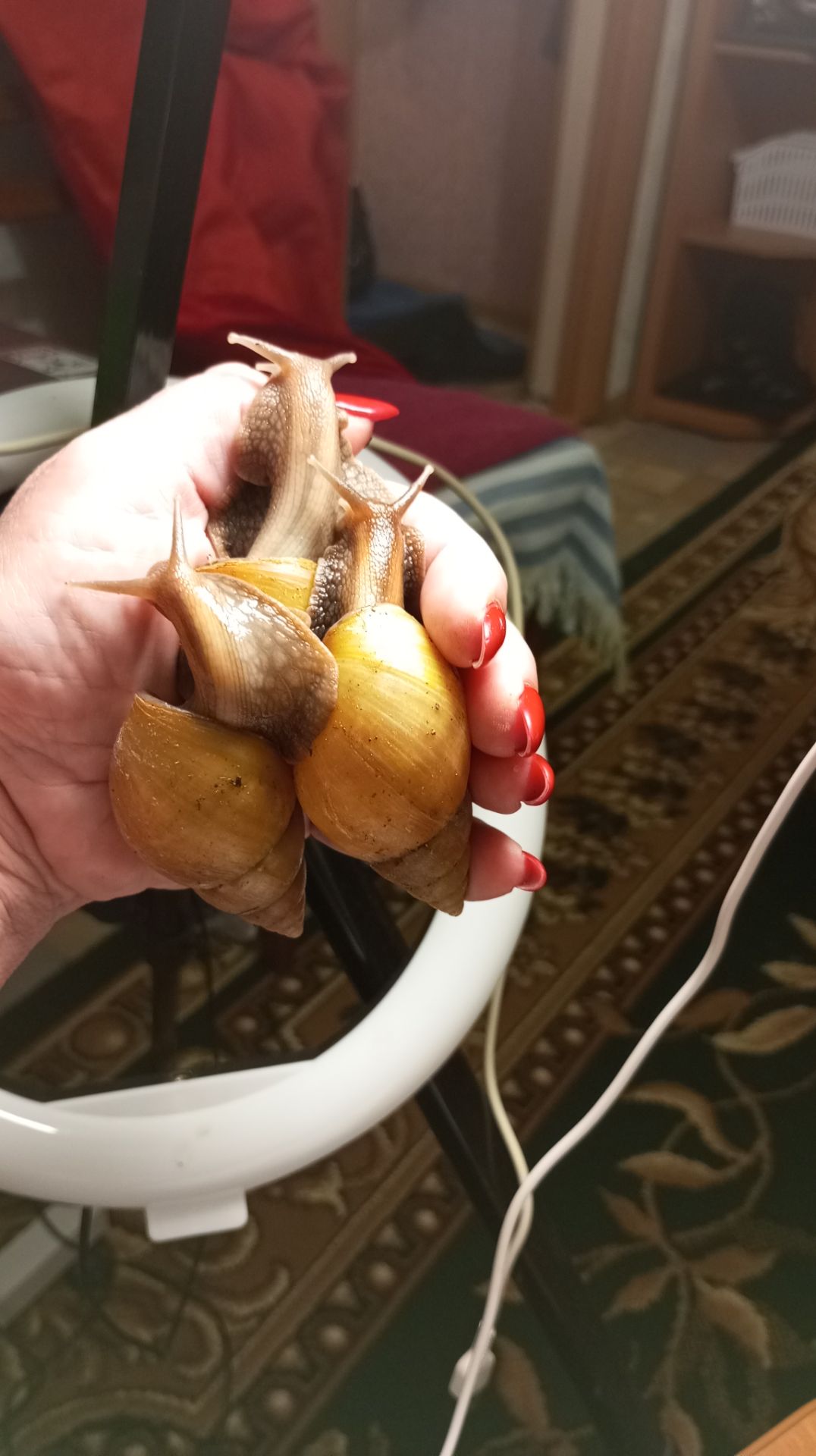 Ахатина фуліка стандарт жовта та коричнева