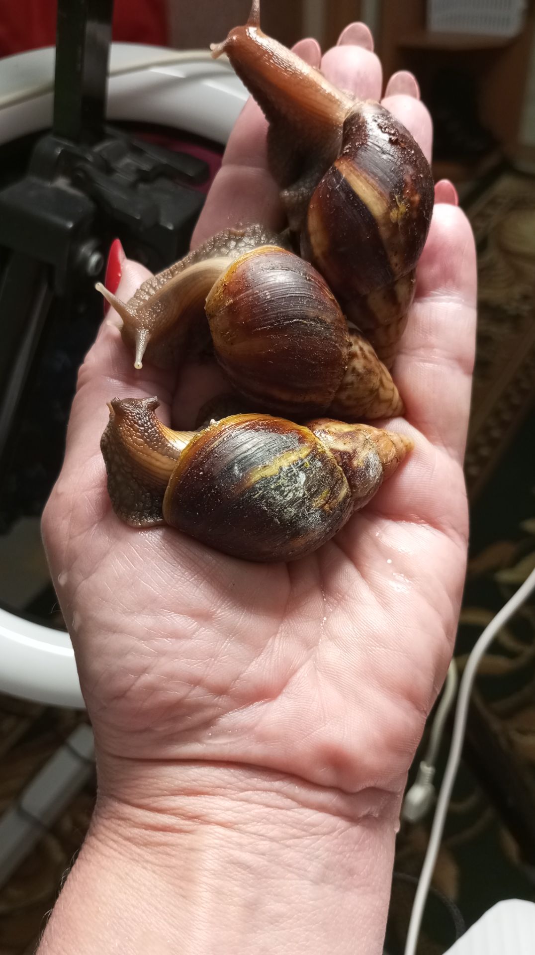 Ахатина фуліка стандарт жовта та коричнева