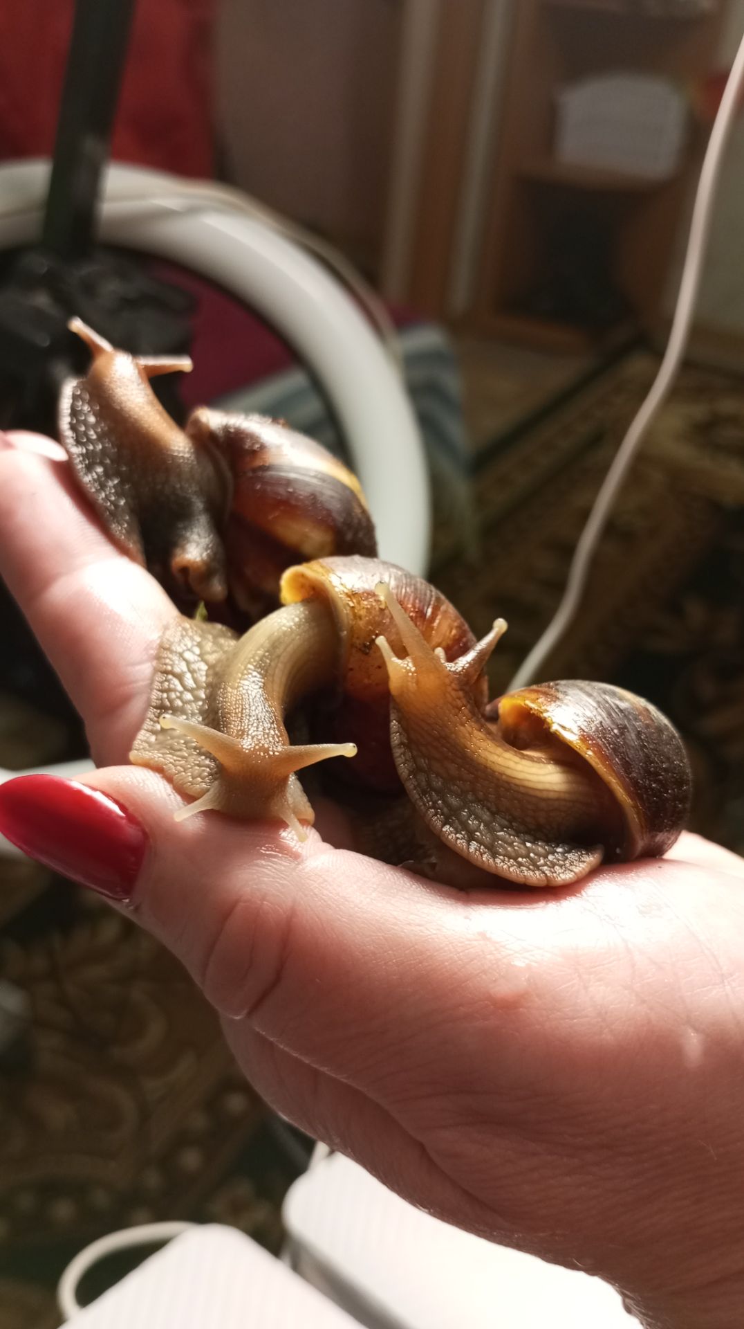 Ахатина фуліка стандарт жовта та коричнева