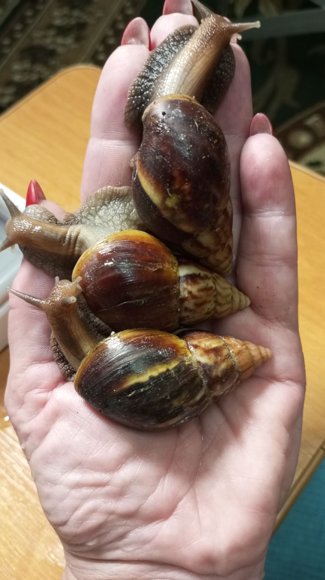 Ахатина фуліка стандарт жовта та коричнева