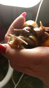 Ахатина фуліка стандарт жовта та коричнева