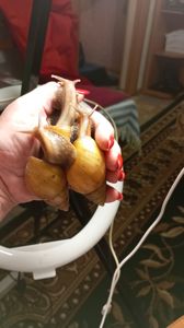 Ахатина фуліка стандарт жовта та коричнева