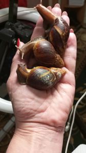 Ахатина фуліка стандарт жовта та коричнева