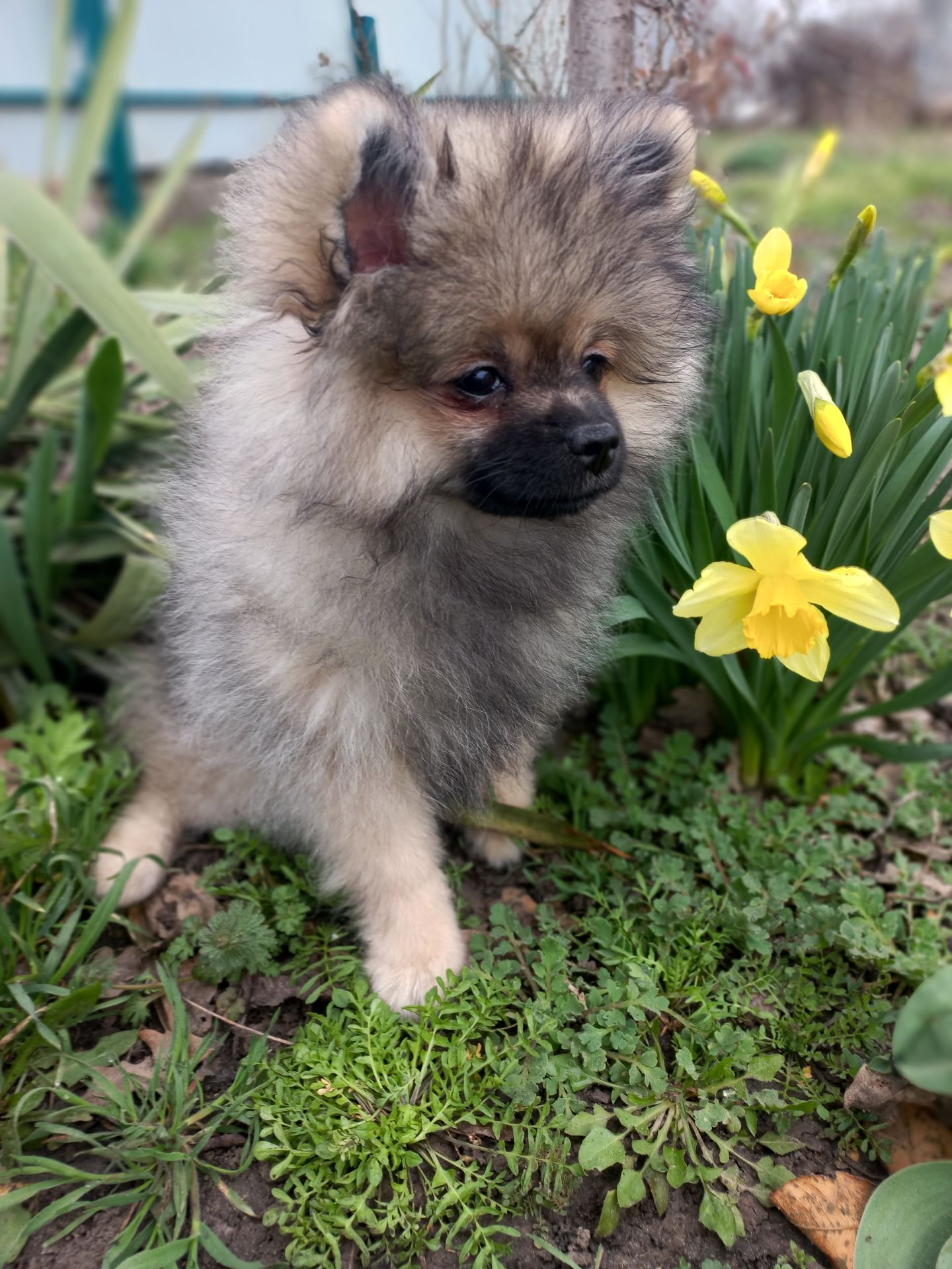 Цуценята померанського шпіца
