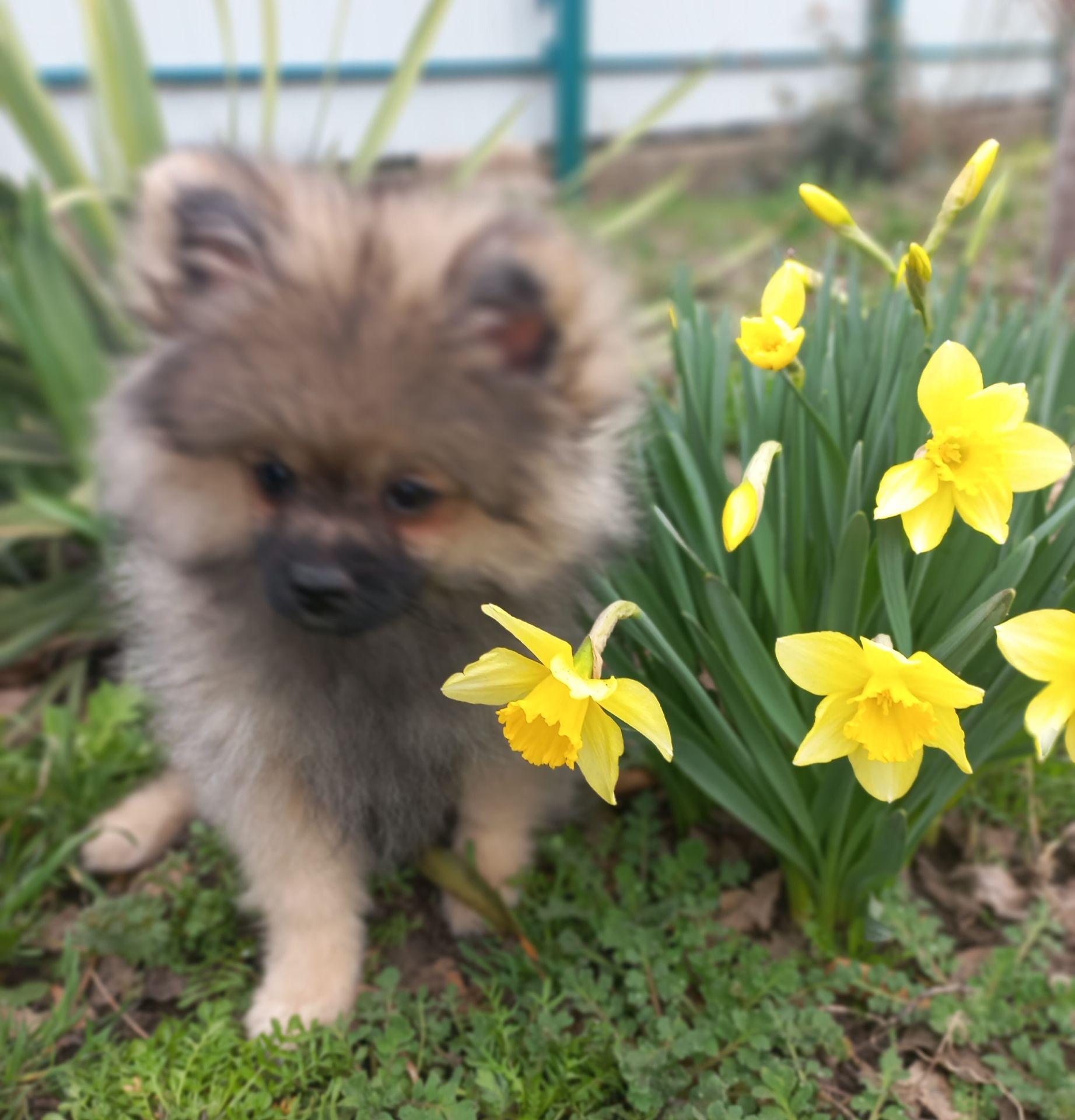 Цуценята померанського шпіца