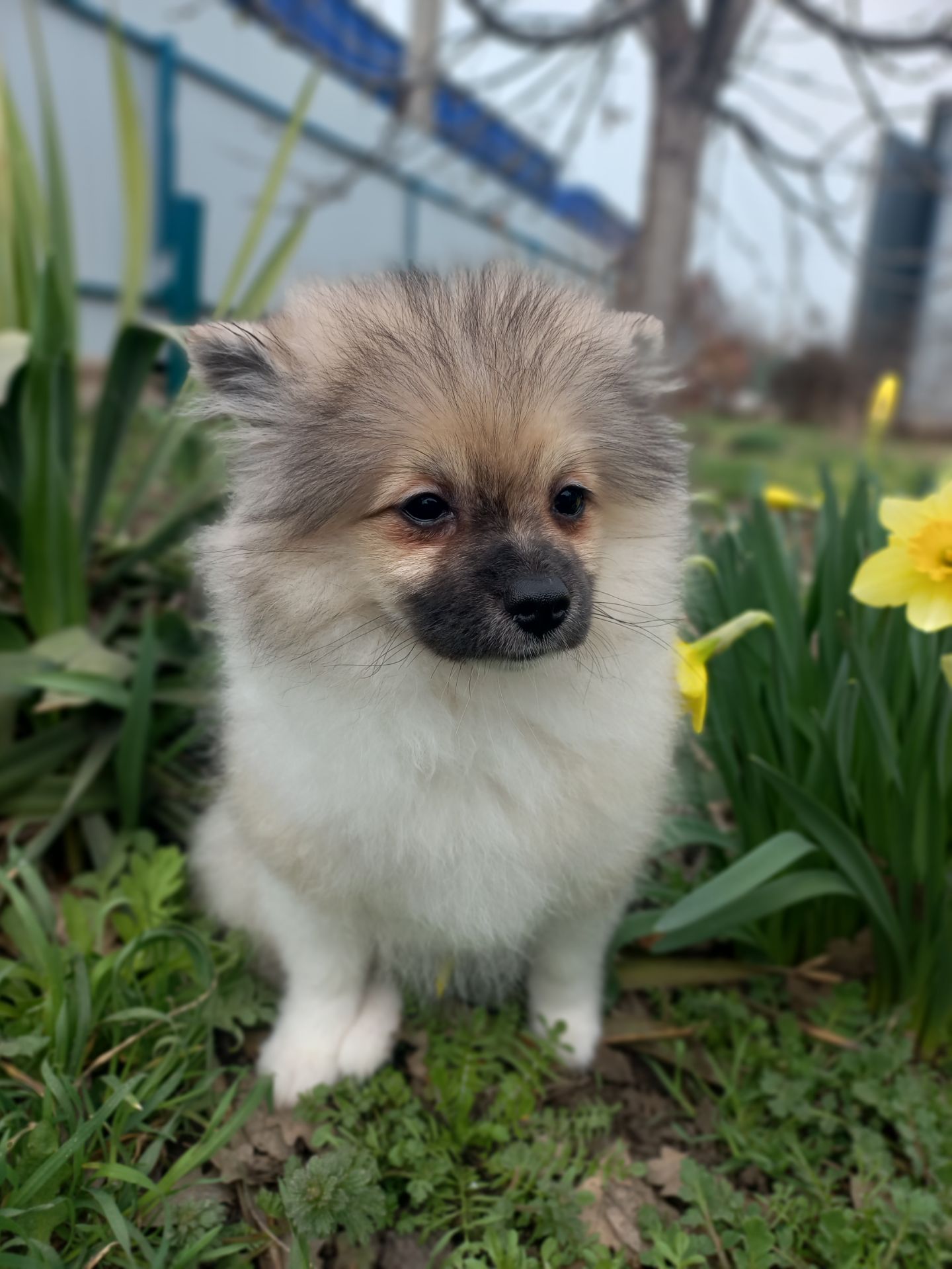 Цуценята померанського шпіца