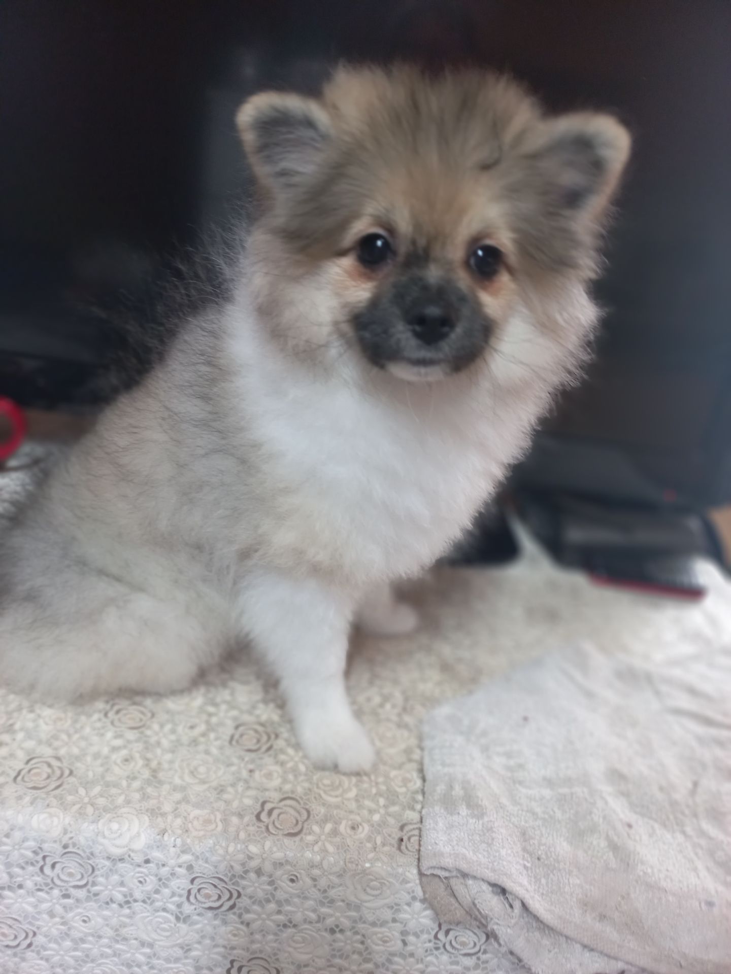 Цуценята померанського шпіца