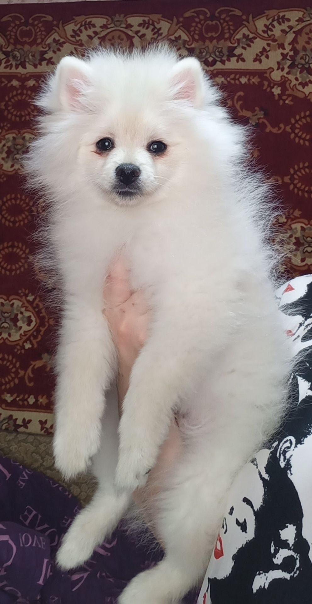 Цуценята померанського шпіца