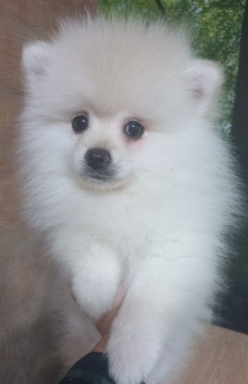 Цуценята померанського шпіца