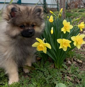 Цуценята померанського шпіца