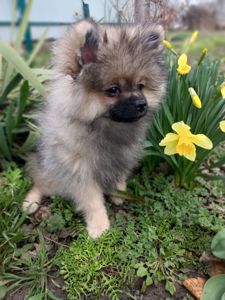Цуценята померанського шпіца