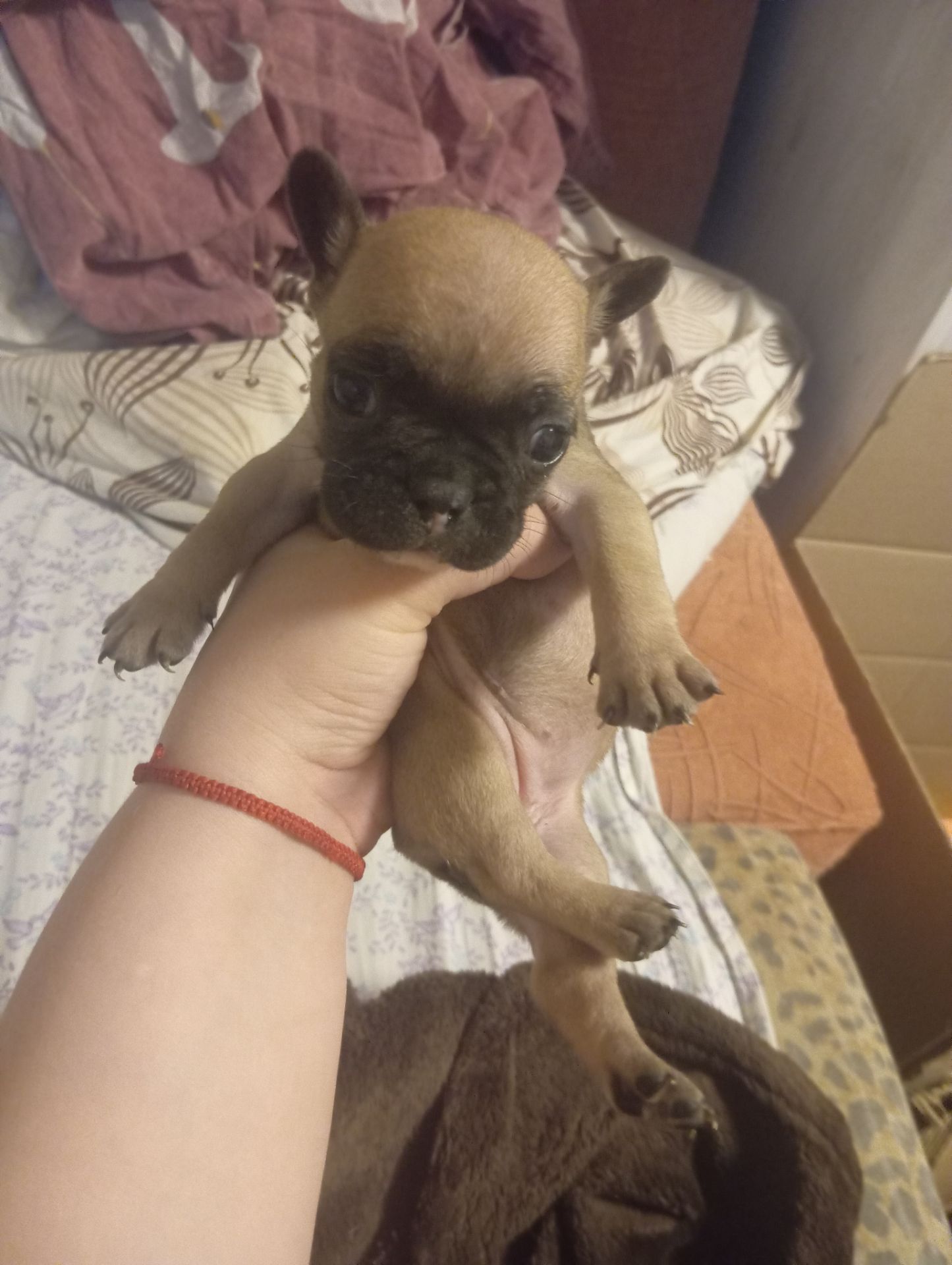 Продам щенков французского бульдога