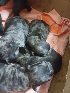 Продам щенков французского бульдога