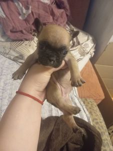 Продам щенков французского бульдога