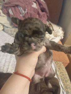 Продам щенков французского бульдога