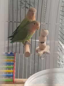 Продаю попугаев неразлучников 🐦