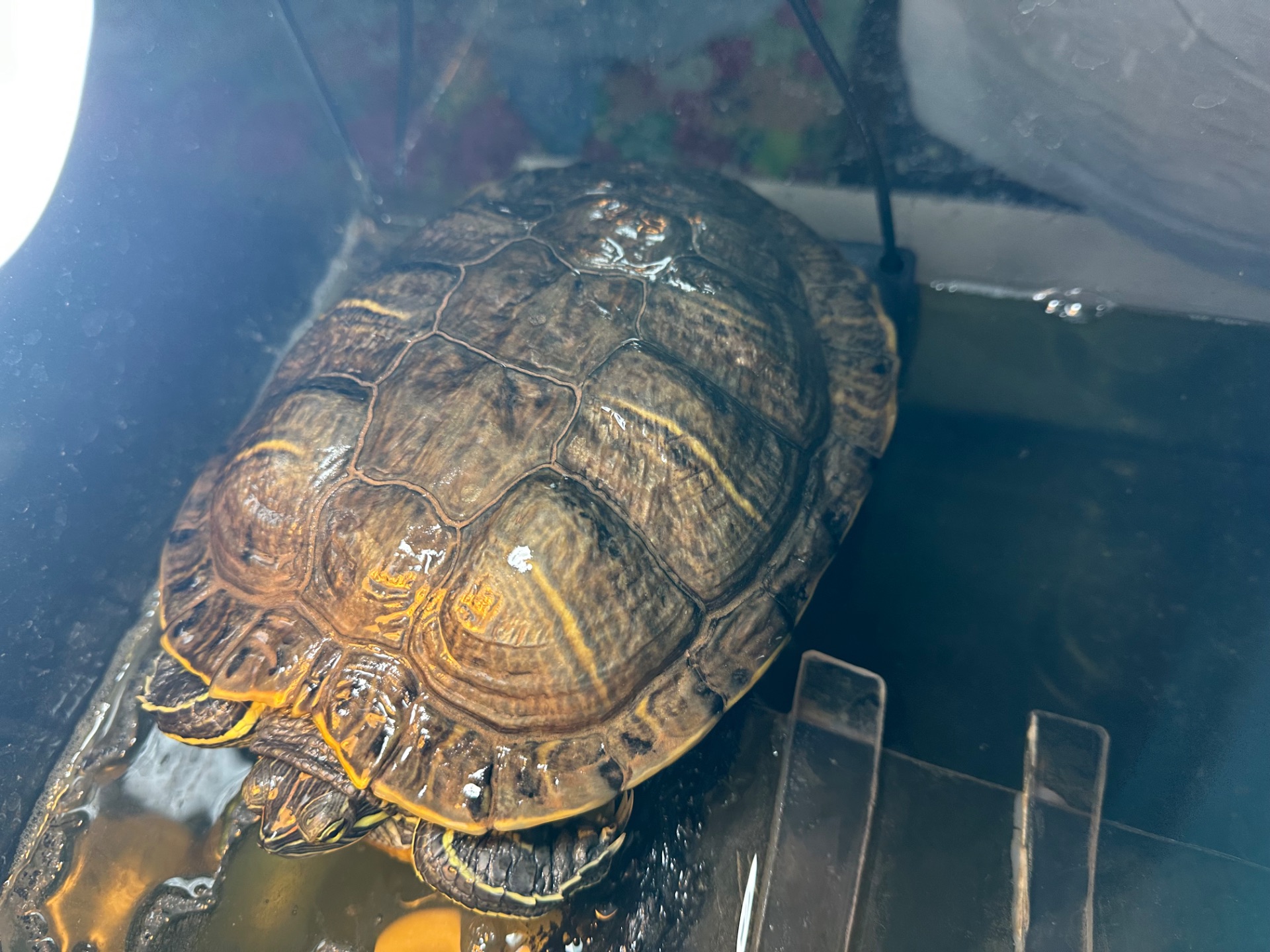 Віддам красновуху черепаху в хороші ру